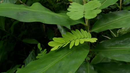 Textured plant leaves background. Photo shot in the forest.