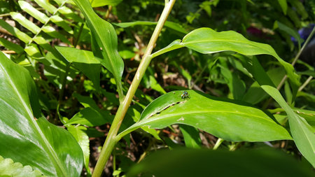 Photo of a small spider (jumping spider) perched on a green leaf. Photo shot in the forest.の写真素材