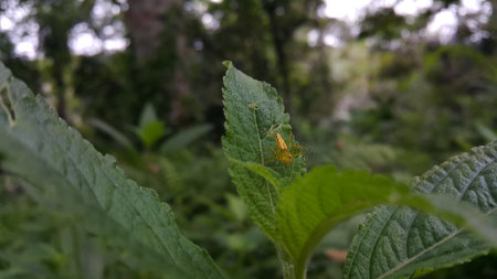 Photo of a yellow spider perched on a leaf. Photo taken on the mountain.