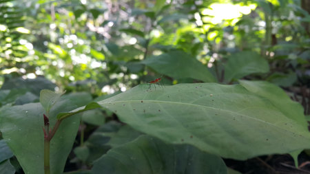 Photo of micropezidae (micropeziday), stilt-legged flies perching on leaves. Photo taken in the forest.の写真素材