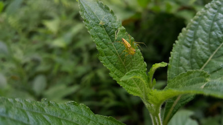 Photo of a yellow spider perched on a leaf. Photo taken on the mountain.
