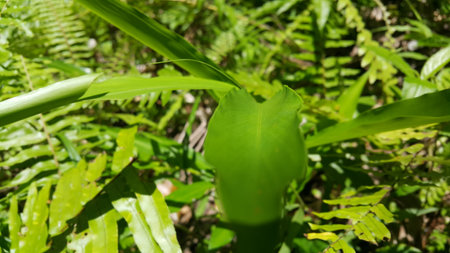 Cool plant leaf background. Photo taken in the forest. Nature Theme.の写真素材