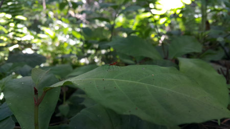 (Micropezidae) insects, attractive flies on stilt legs and standing on leaves. Photo shot on the mountain.の写真素材