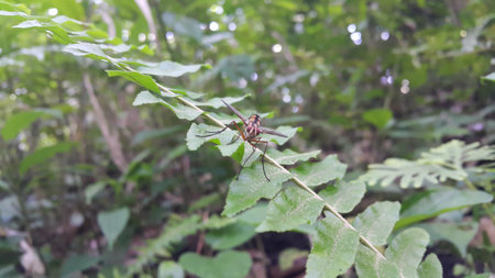 Dexiosoma caninum is a European species of fly in the family Tachinidae. In the United Kingdom, the species can most commonly be found during the summer in the south of England.の写真素材