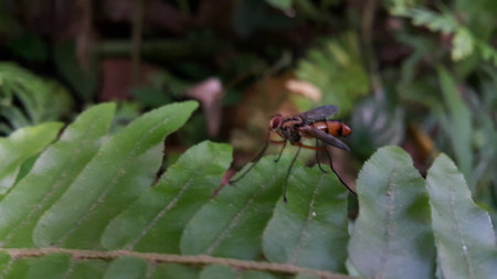 Dexiosoma caninum is a European species of fly in the family Tachinidae. In the United Kingdom, the...