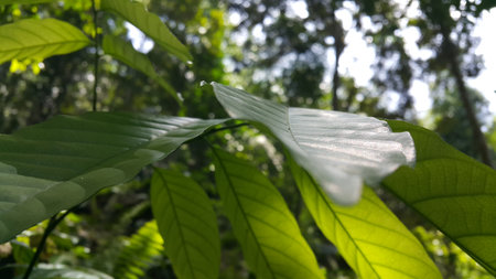 Cool plant leaf background. Photo taken in the forest. Nature Theme.