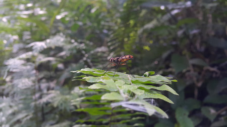 Dexiosoma caninum is a European species of fly in the family Tachinidae. In the United Kingdom, the species can most commonly be found during the summer in the south of England.の写真素材