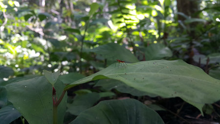 (Micropezidae) insects, attractive flies on stilt legs and standing on leaves. Photo shot on the mountain.の写真素材