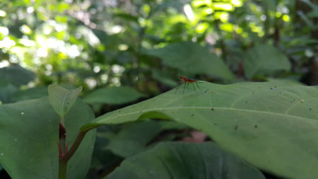 (Micropezidae) insects, attractive flies on stilt legs and standing on leaves. Photo shot on the mountain.の写真素材