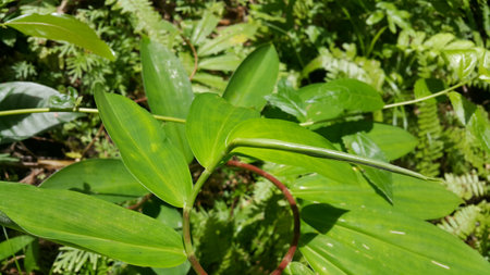 Cool plant leaf background. Photo taken in the forest. Nature Theme.の写真素材