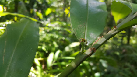 A small golden spider perched on a green leaf. Photo shot in the forest.の写真素材