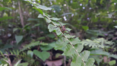 Dexiosoma caninum is a European species of fly in the family Tachinidae. In the United Kingdom, the species can most commonly be found during the summer in the south of England.の写真素材