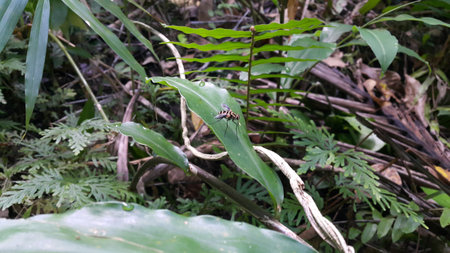 Dexiosoma caninum is a European species of fly in the family Tachinidae. In the United Kingdom, the species can most commonly be found during the summer in the south of England.の写真素材