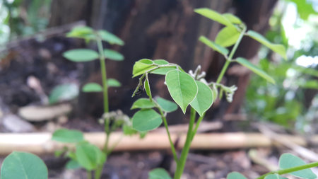 Tiny black spiders hiding on plant leaves. Photo shot in the forest.の写真素材