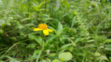 Yellow floral background. Photo shot on the mountain. Yellow flower wallpaper.の写真素材