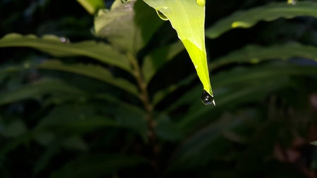 Textured plant leaves background. Photo shot in the forest. Beautiful wallpaper.の写真素材