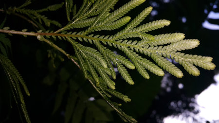 Textured plant leaves background. Photo shot in the forest. Beautiful wallpaper.の写真素材