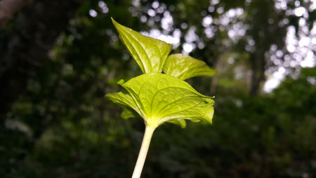 Textured plant leaves background. Photo shot in the forest. Beautiful wallpaper.の写真素材