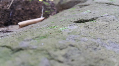 Stone texture photo shot in forest. Rock and soilの写真素材