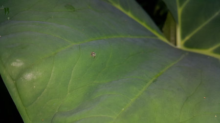 Small spiders perched on taro leaves. Photo shot in the forest.の写真素材