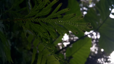 Textured plant leaves background. Photo shot in the forest. Beautiful wallpaper.の写真素材