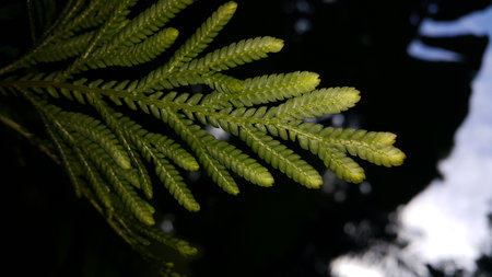 Textured plant leaves background. Photo shot in the forest. Beautiful wallpaper.の写真素材