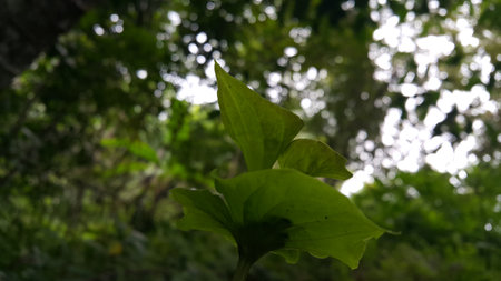 Textured plant leaves background. Photo shot in the forest. Beautiful wallpaper.の写真素材