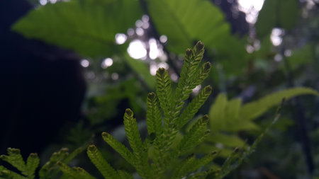 Textured plant leaves background. Photo shot in the forest. Beautiful wallpaper.の写真素材