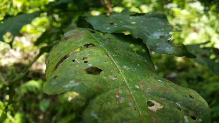 Hollow leaves are eaten by pests. Photo taken in the forest. The leaves are eaten by caterpillars.の写真素材