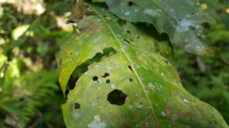 Hollow leaves are eaten by pests. Photo taken in the forest. The leaves are eaten by caterpillars.の写真素材
