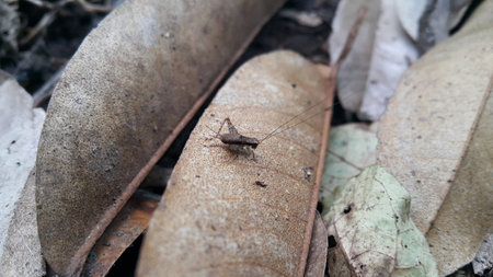 Brown crickets on brown leaves. Photo shot in the forest.の写真素材