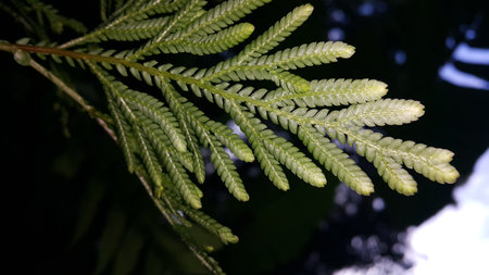 Textured plant leaves background. Photo shot in the forest. Beautiful wallpaper.の写真素材