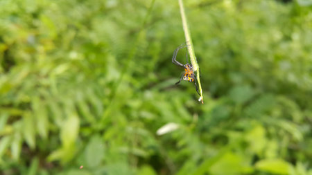 Photo of Pear-shaped Leucauge Spider (Opadometa fastigata) on a plant. Photo shot in the forest. Insect animal.の写真素材