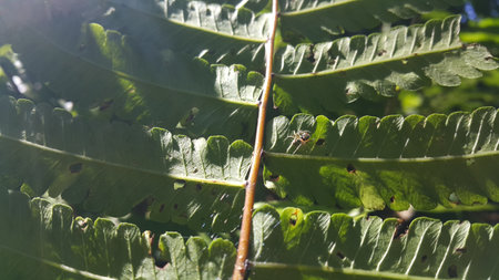 Small spiders perch on plant leaves. Photo shot in the forest.の写真素材