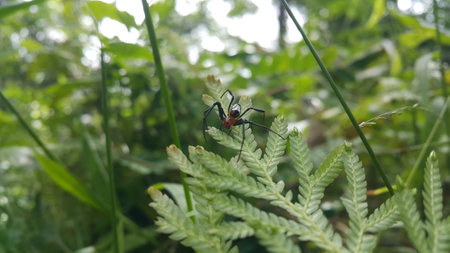 Photo of Pear-shaped Leucauge Spider (Opadometa fastigata) on a plant. Photo shot in the forest. Insect animal.の写真素材