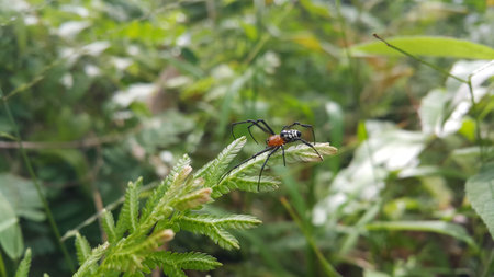 Photo of Pear-shaped Leucauge Spider (Opadometa fastigata) on a plant. Photo shot in the forest....