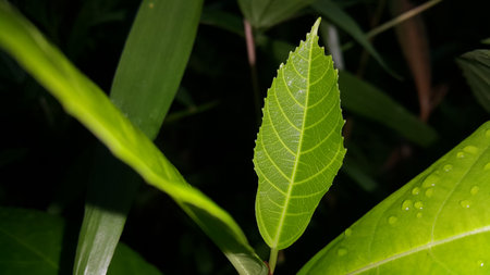 Nature theme backgrounds and wallpapers. Photo shot on the mountain.の写真素材