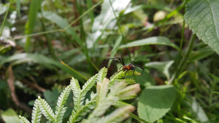 Photo of Pear-shaped Leucauge Spider (Opadometa fastigata) on a plant. Photo shot in the forest. Insect animal.の写真素材