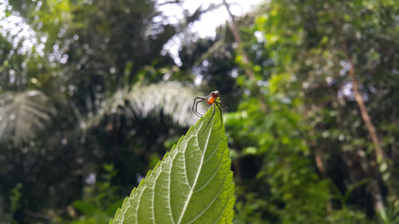 Photo of Pear-shaped Leucauge Spider (Opadometa fastigata) on a plant. Photo shot in the forest. Insect animal.の写真素材