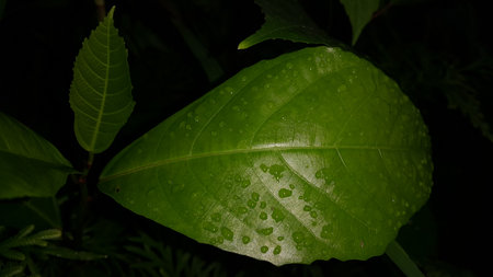 Green leaf with waterdrops after rain. Photo shot in the forest.の写真素材