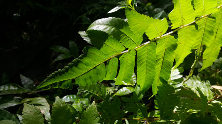 Nature theme backgrounds and wallpapers. Photo shot on the mountain.の写真素材