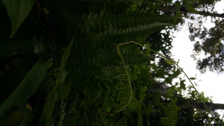 Nature theme backgrounds and wallpapers. Photo shot on the mountain.の写真素材