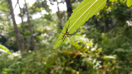 Photo of Pear-shaped Leucauge Spider (Opadometa fastigata) on a plant. Photo shot in the forest. Insect animal.の写真素材