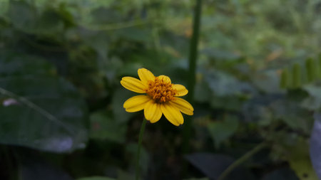 Very beautiful yellow color floral background. Photo shot on the mountain.の写真素材