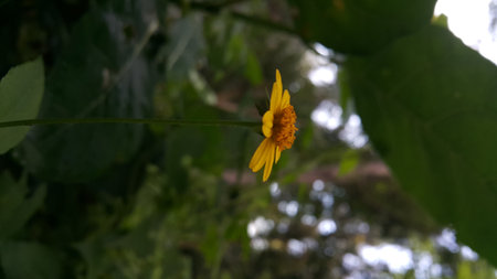 Very beautiful yellow color floral background. Photo shot on the mountain.の写真素材