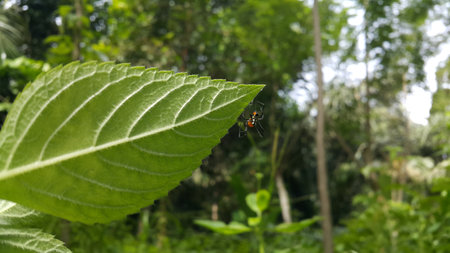 Photo of Pear-shaped Leucauge Spider (Opadometa fastigata) on a plant. Photo shot in the forest. Insect animal.の写真素材
