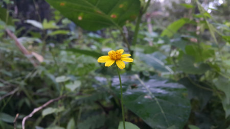 Very beautiful yellow color floral background. Photo shot on the mountain.の写真素材