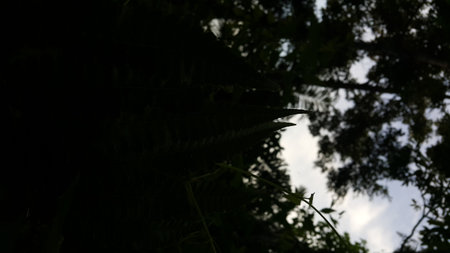 Nature theme backgrounds and wallpapers. Photo shot on the mountain.の写真素材