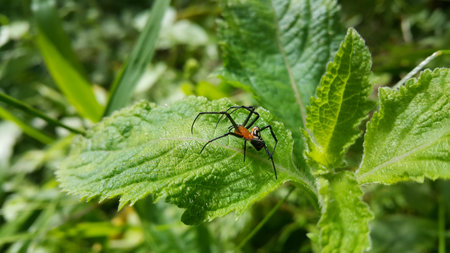 Photo of Pear-shaped Leucauge Spider (Opadometa fastigata) on a plant. Photo shot in the forest. Insect animal.の写真素材