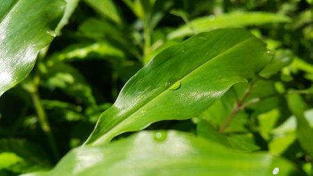 Green leaf with waterdrops after rain. Photo shot in the forest.の写真素材